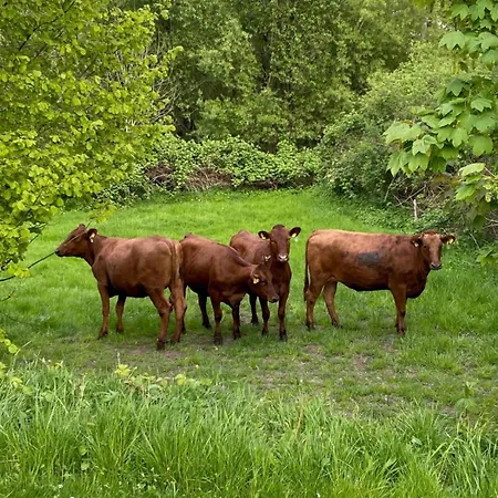 Four Cows - Landidylle Nahe Der Ostsee Vakantiehuis